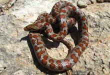 Sângele de piton, sursa neașteptată a unui nou medicament împotriva obezității 10