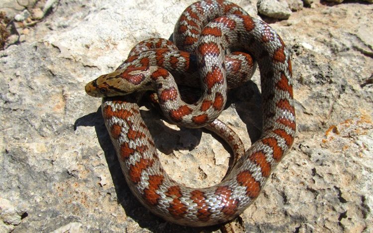 Sângele de piton, sursa neașteptată a unui nou medicament împotriva obezității 3