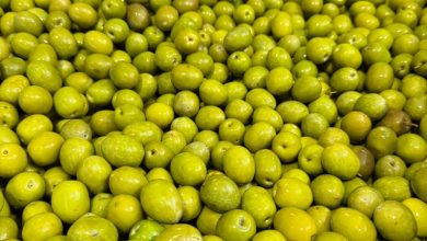 Studiu revoluționar: uleiul de măsline extravirgin, aliat pentru sănătatea creierului 3 Studiu revoluționar: uleiul de măsline extravirgin, aliat pentru sănătatea creierului 3