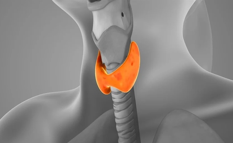 Dieta mediteraneană, tot mai asociată cu protecția tiroidei 1 Dieta mediteraneană, tot mai asociată cu protecția tiroidei 1